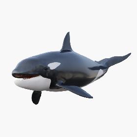 3D Animated Killer Whale model